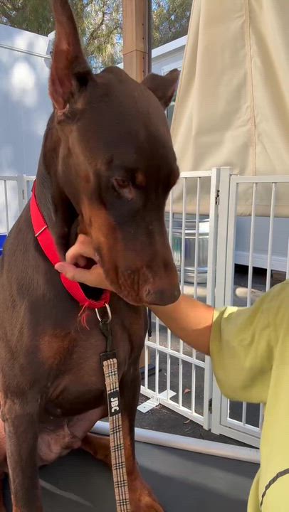 Enlarge Archer, a Adoptable Doberman Pinscher in Rancho Santa Margarita, CA video 6/6