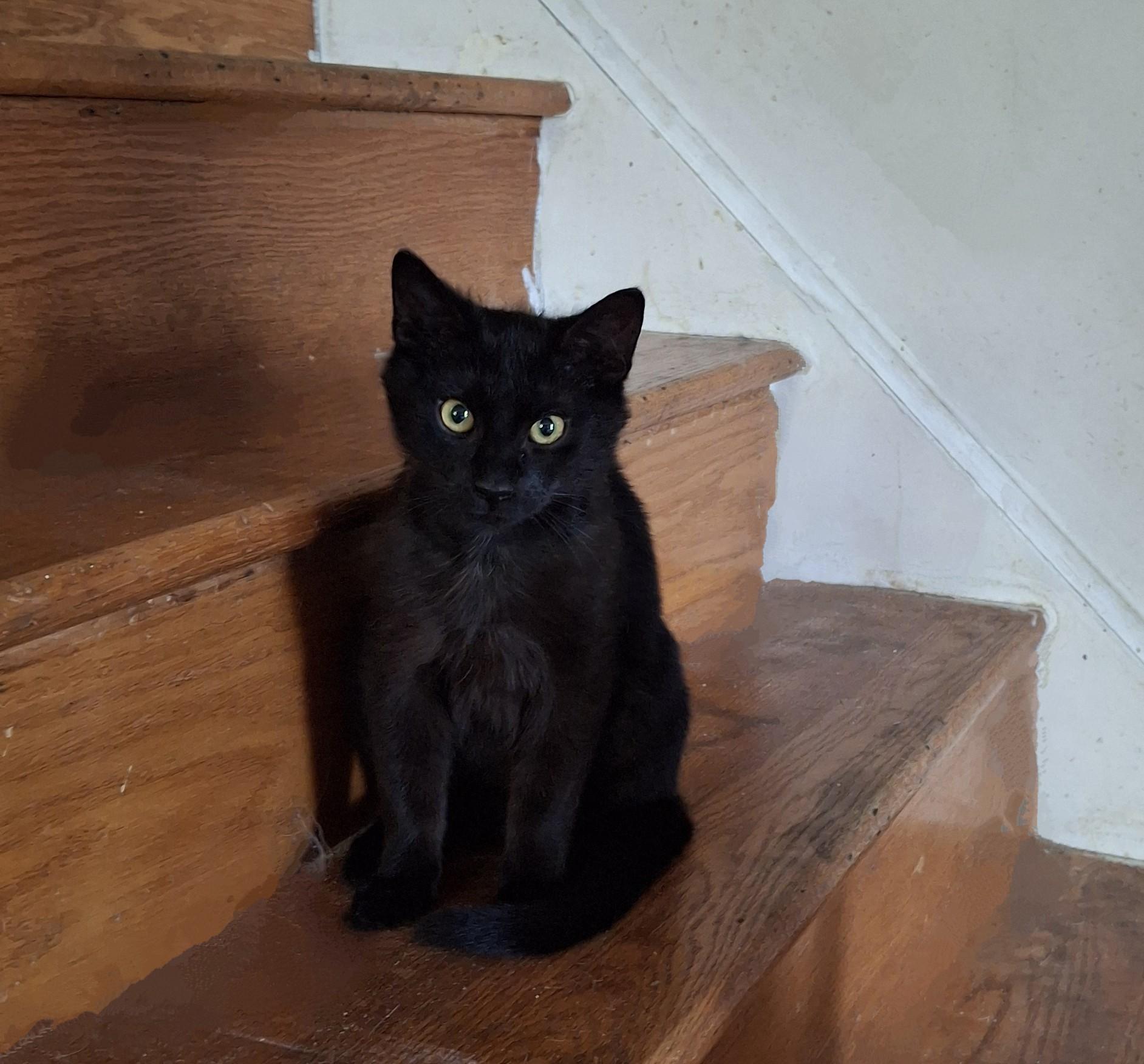 Midnight & Morocco, ADOPTABLE, Young Female Domestic Short Hair.