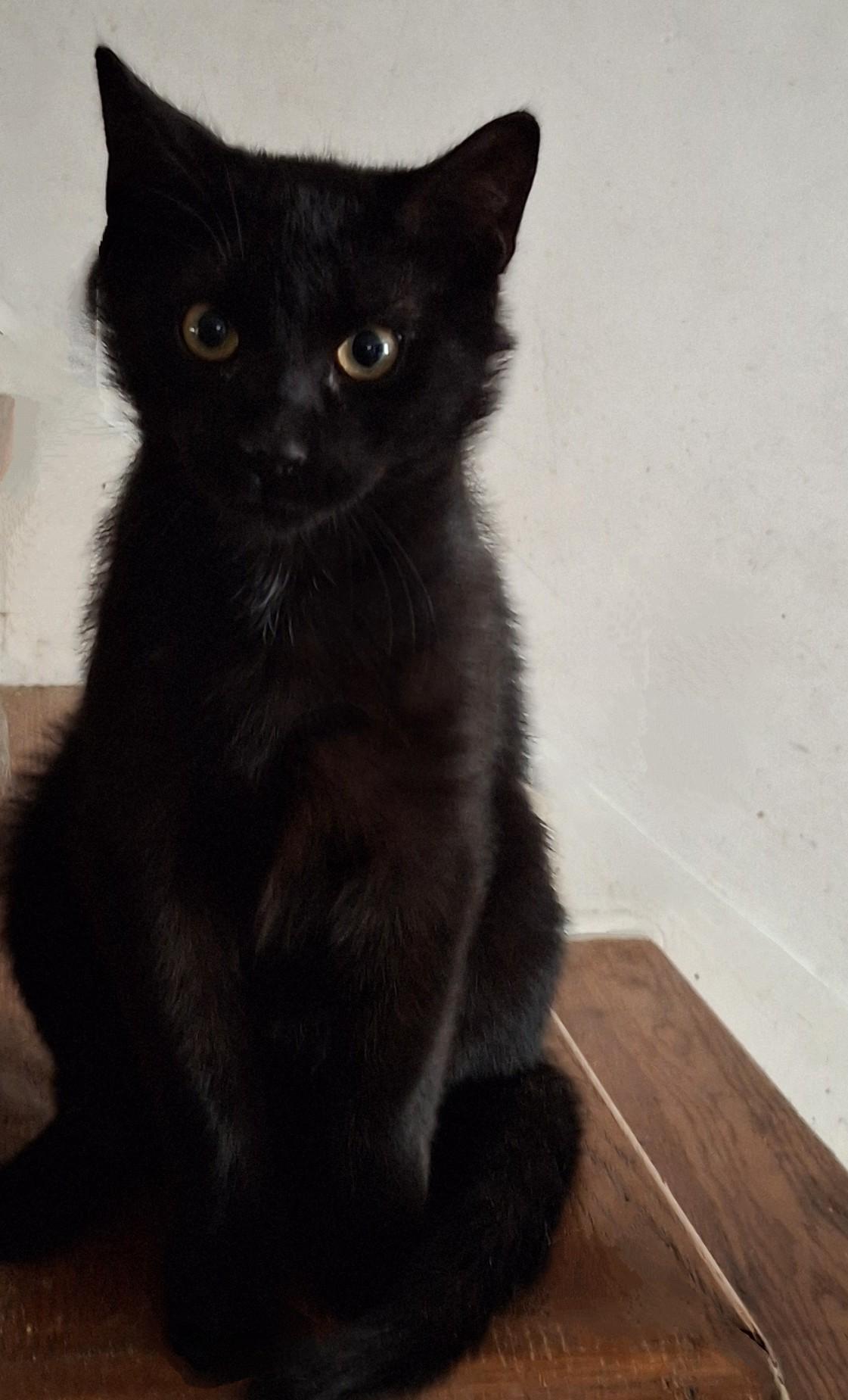 Midnight & Morocco, a ADOPTABLE Domestic Short Hair in Philadelphia, PA image 3/4