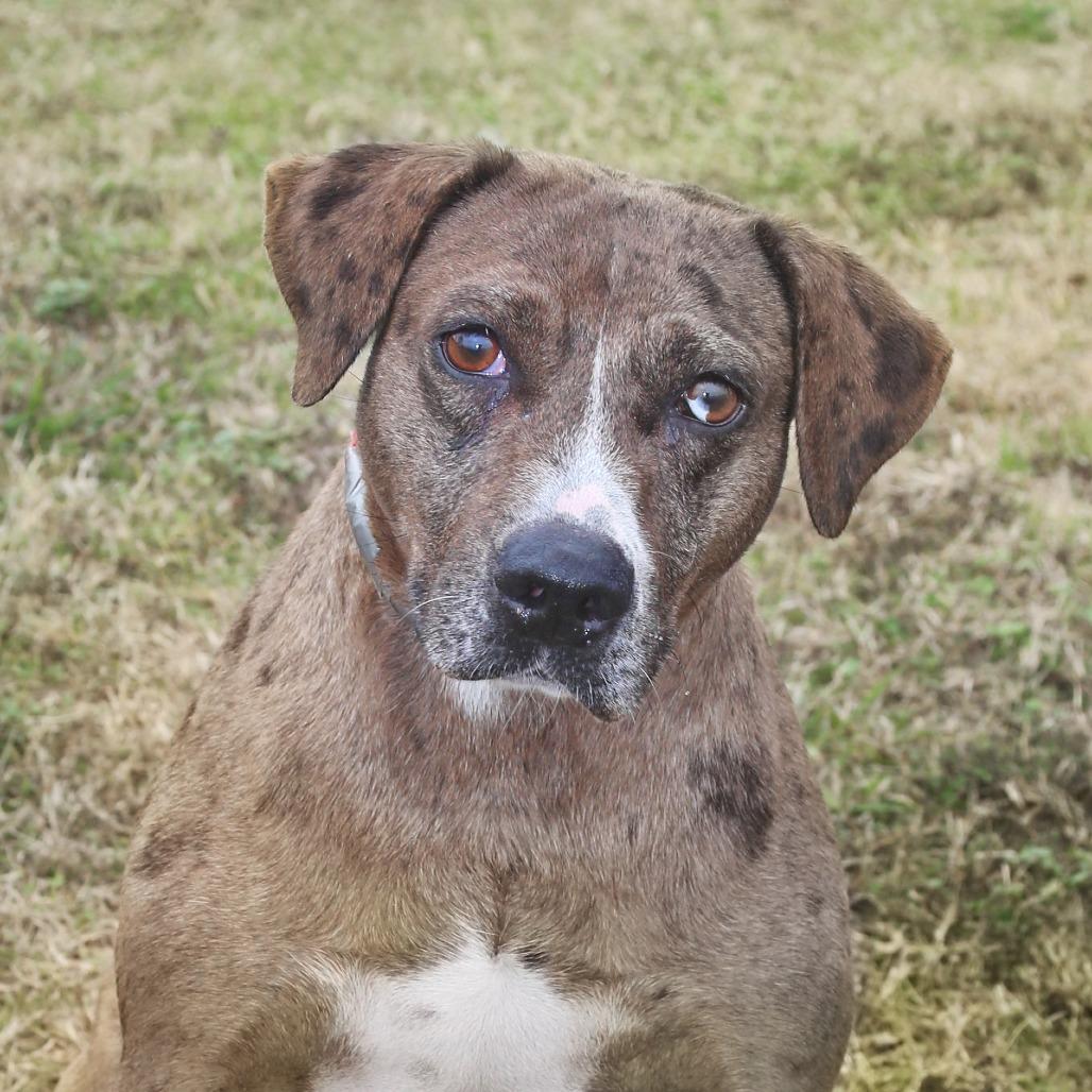 Lola S 1, Adoptable, Adult Female Catahoula Leopard Dog & Mixed Breed.