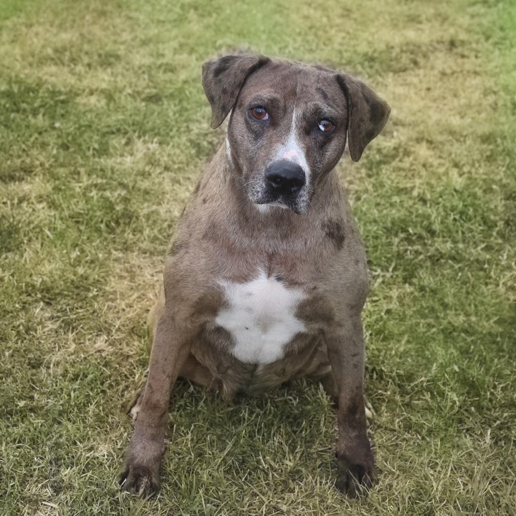 Enlarge Lola S 1, a Adoptable mixed breed in Natchitoches, LA image 2/3