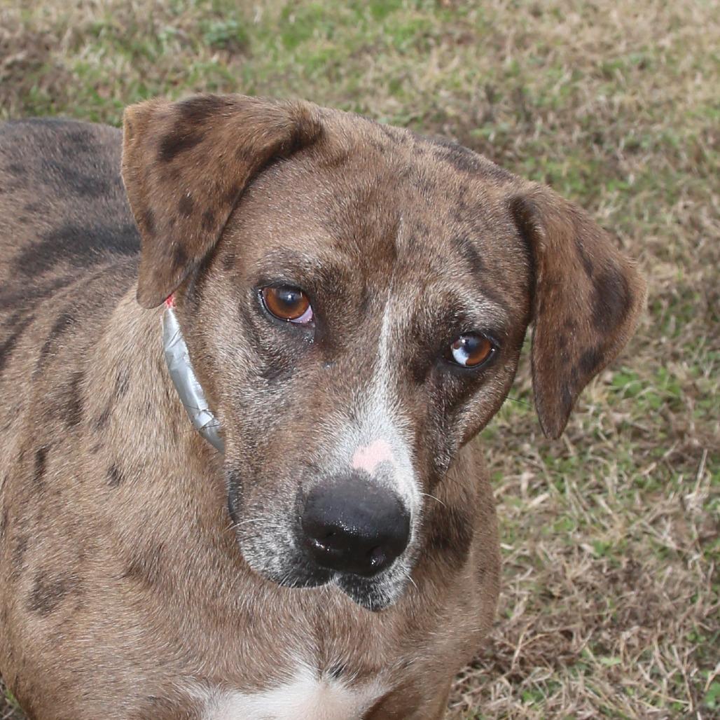 Enlarge Lola S 1, a Adoptable mixed breed in Natchitoches, LA image 3/3
