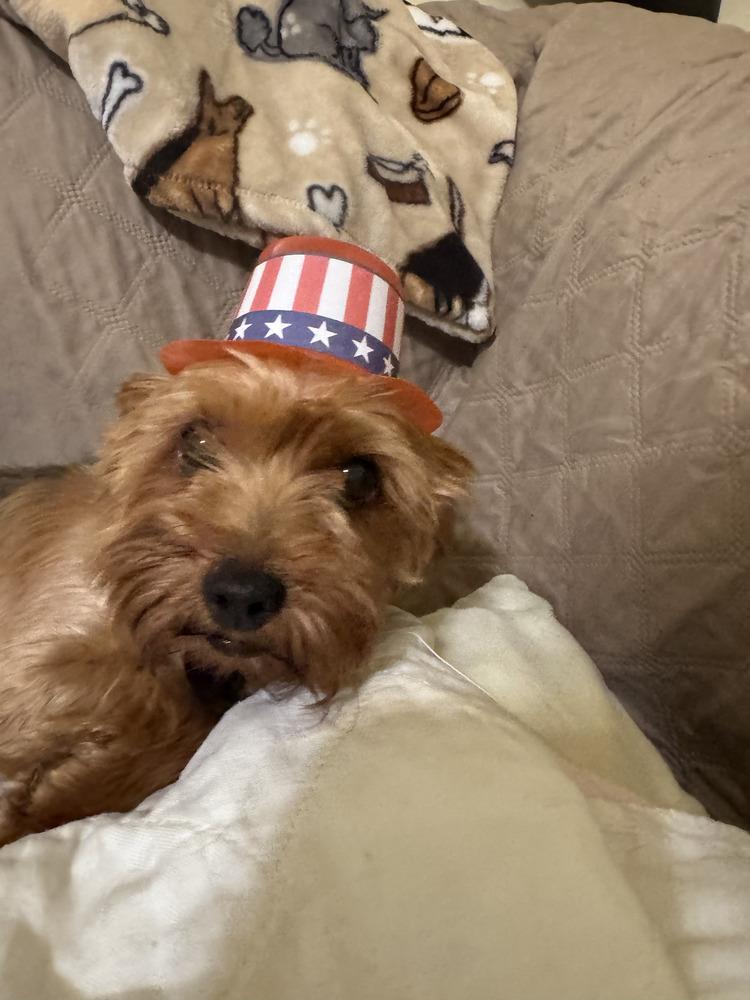 Twinkle, Adoptable, Adult Female Yorkshire Terrier.