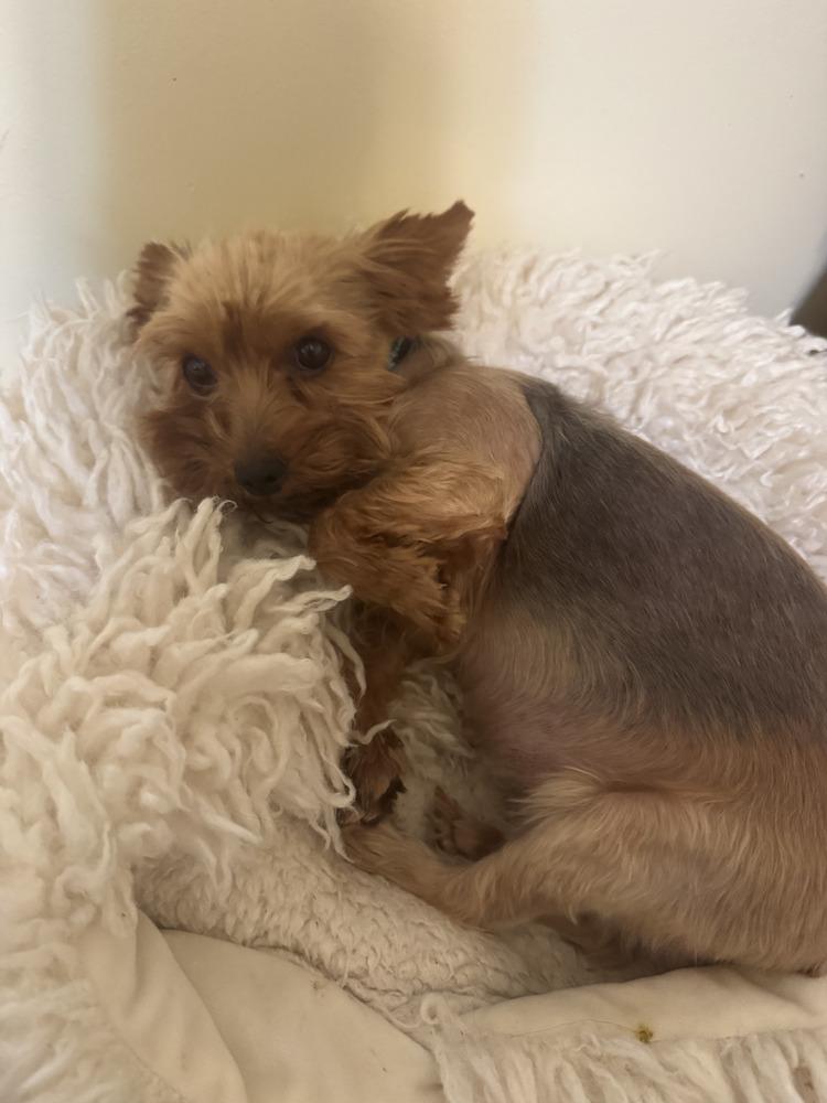 Enlarge Twinkle, a Adoptable Yorkshire Terrier in East Greenville, PA image 2/6