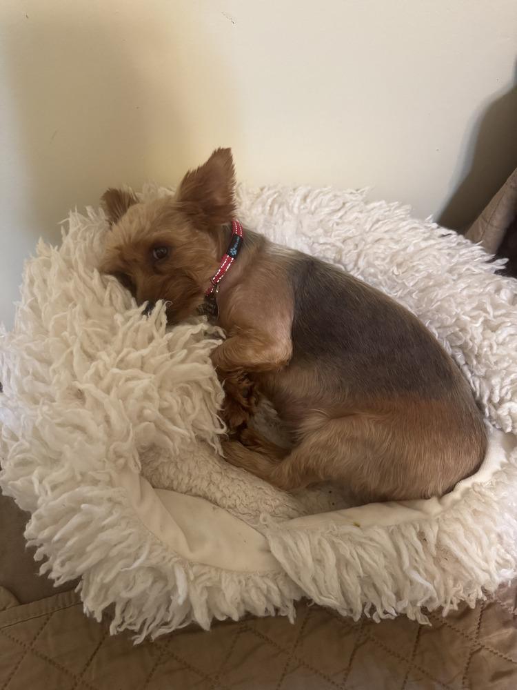 Enlarge Twinkle, a Adoptable Yorkshire Terrier in East Greenville, PA image 3/6
