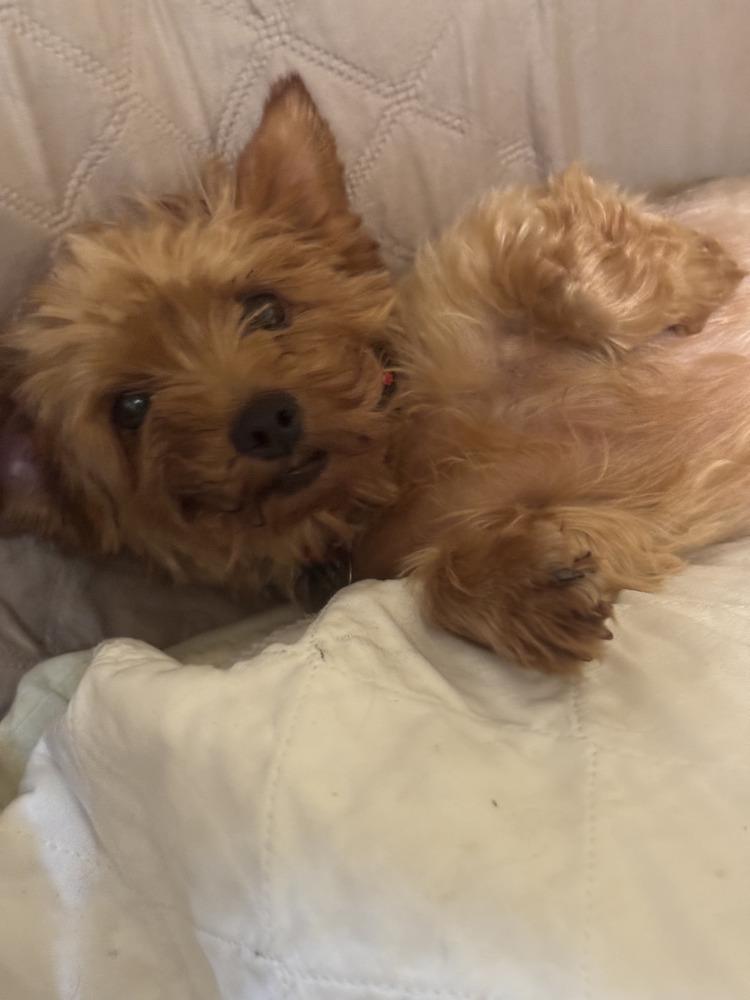 Enlarge Twinkle, a Adoptable Yorkshire Terrier in East Greenville, PA image 5/6