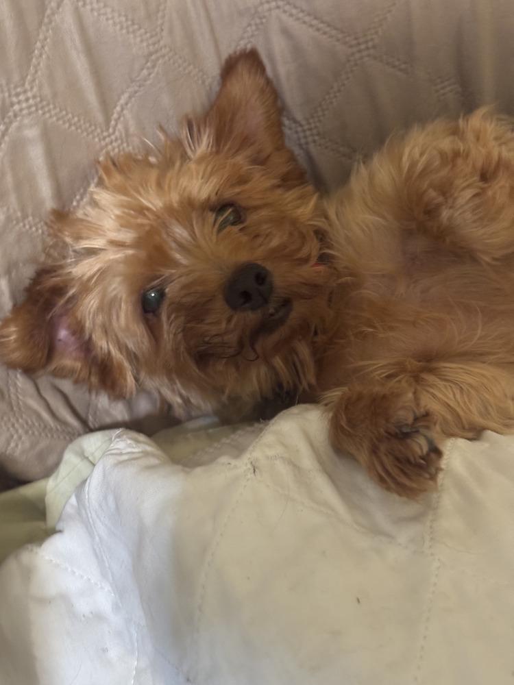Enlarge Twinkle, a Adoptable Yorkshire Terrier in East Greenville, PA image 6/6