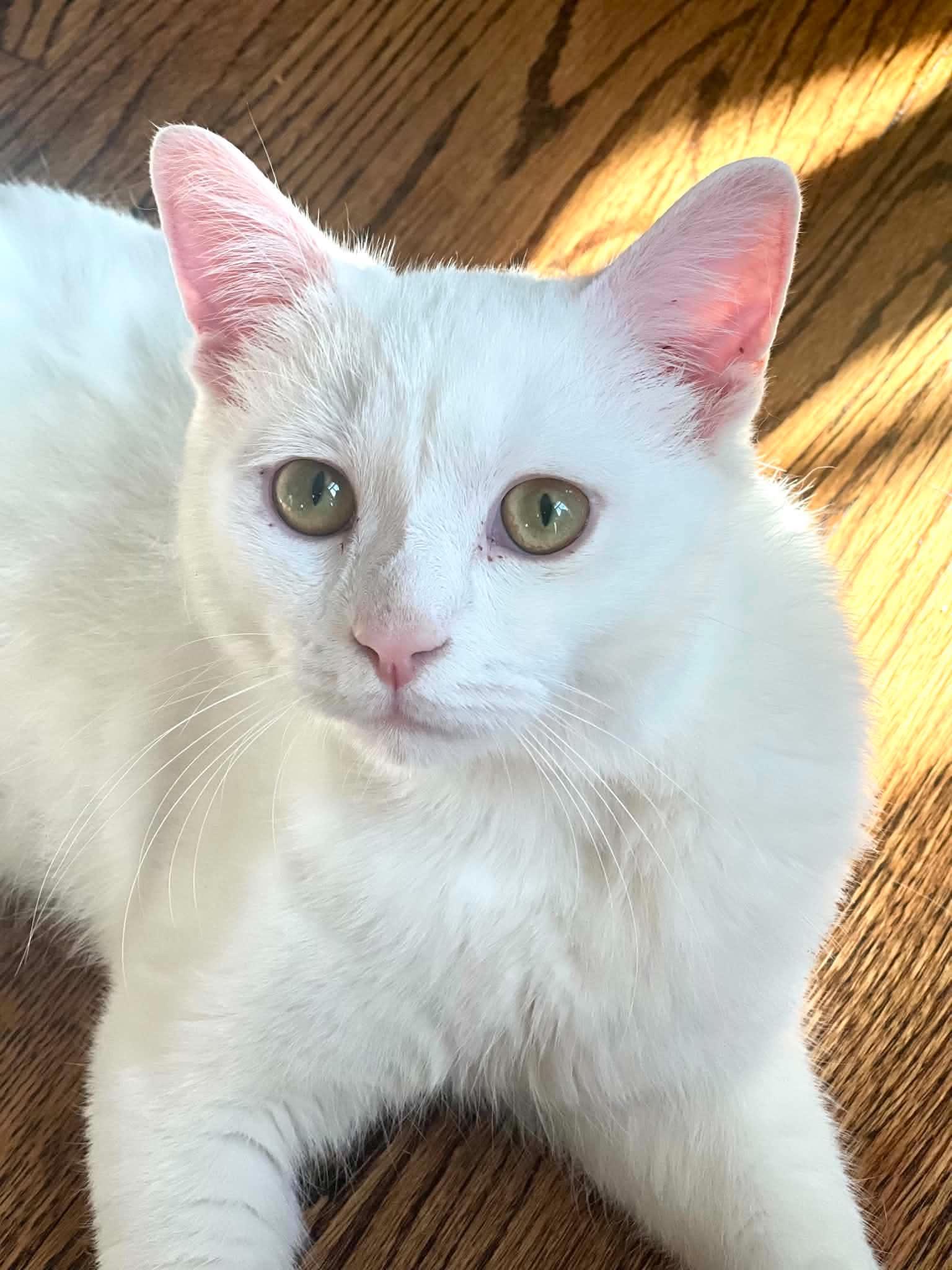 Enlarge Tofu, a Adoptable Domestic Short Hair in Staten Island, NY image 2/6