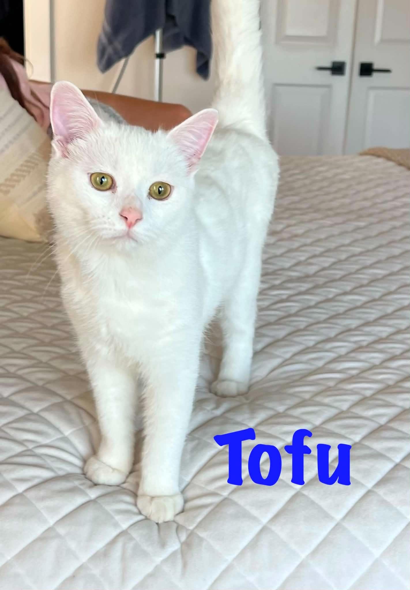 Enlarge Tofu, a Adoptable Domestic Short Hair in Staten Island, NY image 1/6