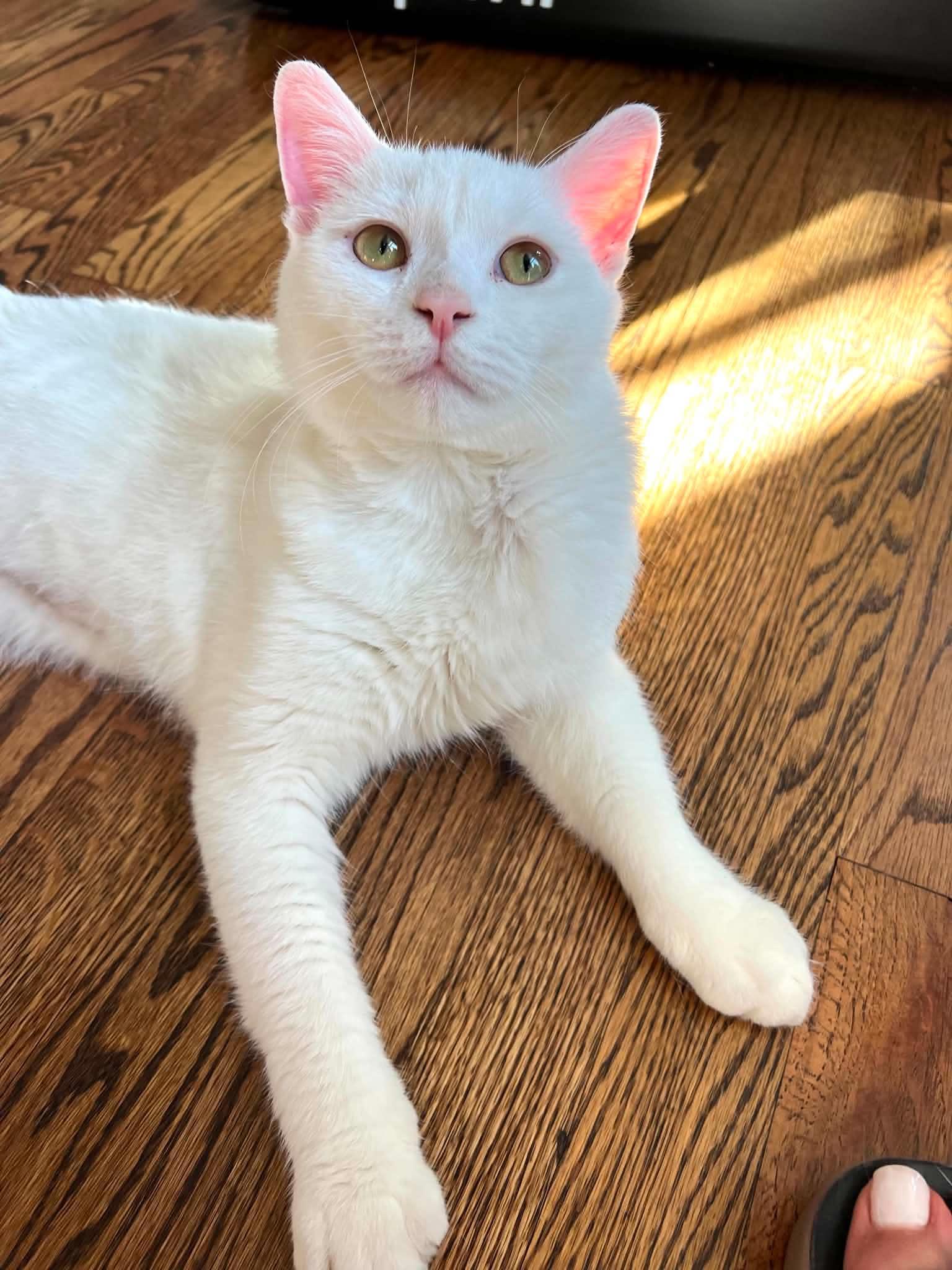Enlarge Tofu, a Adoptable Domestic Short Hair in Staten Island, NY image 6/6