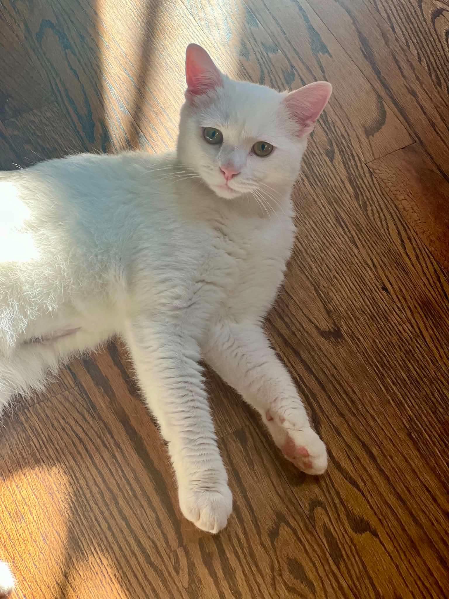 Enlarge Tofu, a Adoptable Domestic Short Hair in Staten Island, NY image 5/6