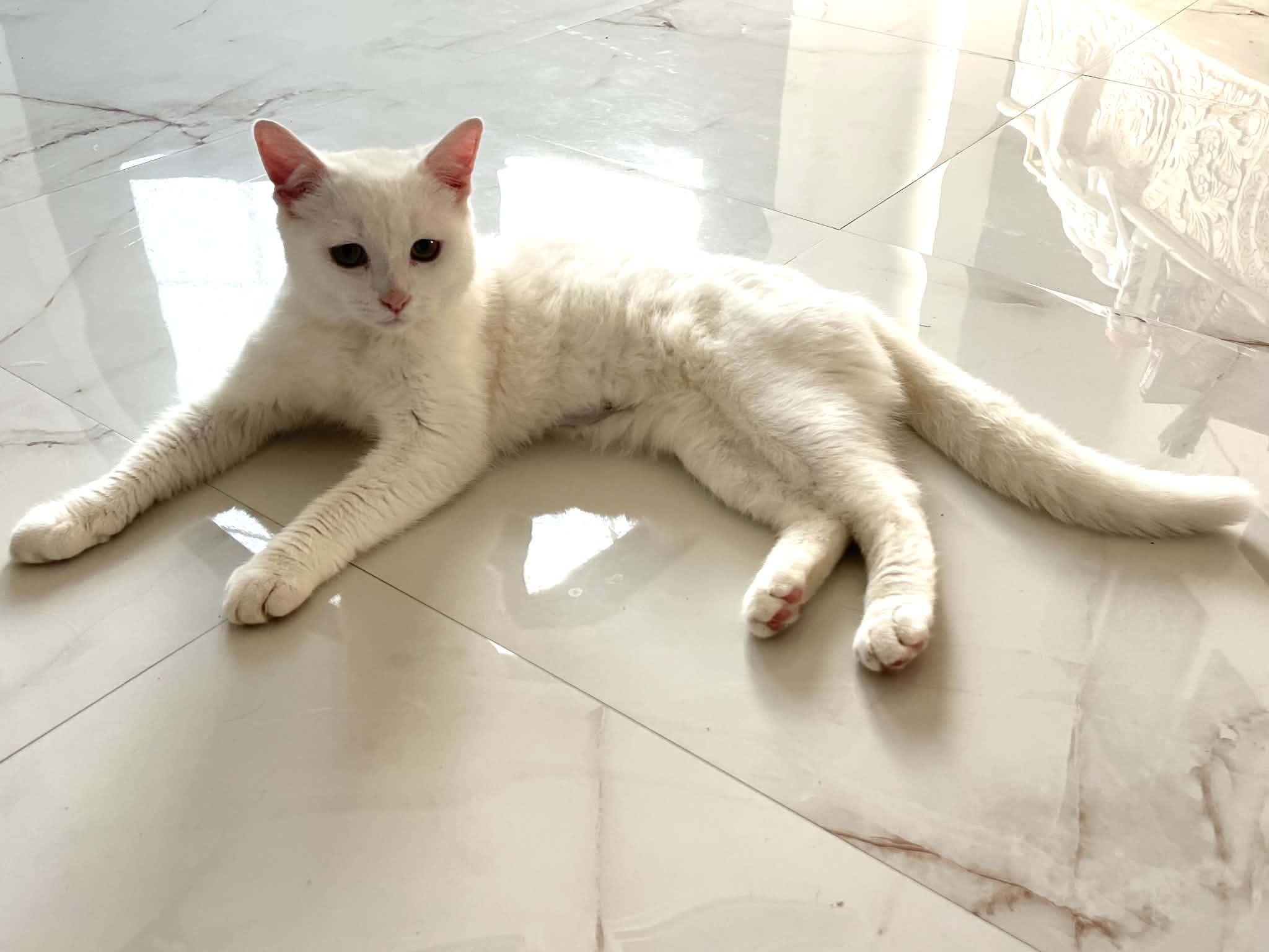 Enlarge Tofu, a Adoptable Domestic Short Hair in Staten Island, NY image 3/6