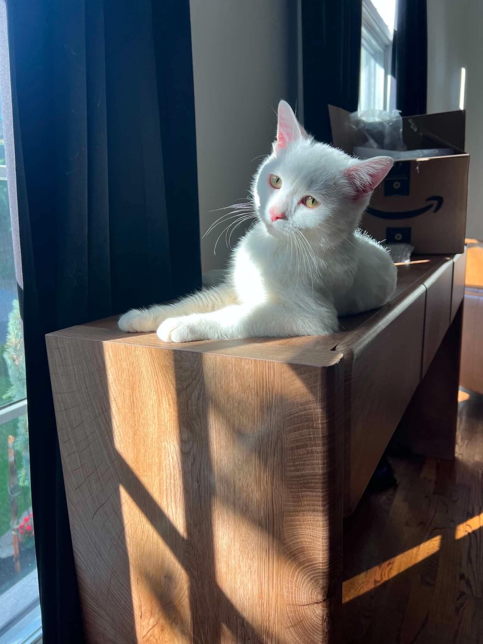 Enlarge Tofu, a Adoptable Domestic Short Hair in Staten Island, NY image 4/6