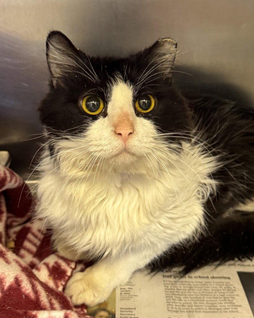 Enlarge CA 135 Get Ready to Launch, a Adoptable Domestic Long Hair in Glen Allen, VA image 1/1