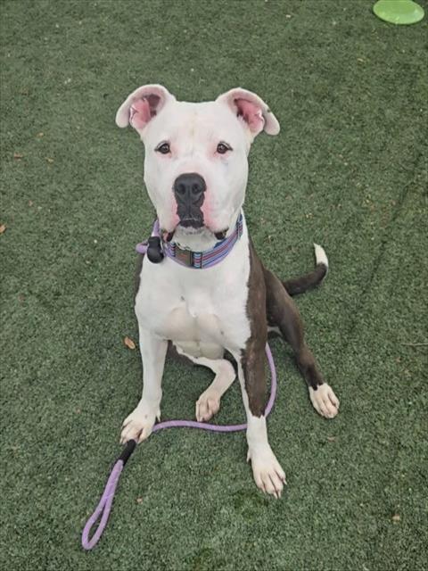 KEISHA, Adoptable, Young Female American Staffordshire Terrier.