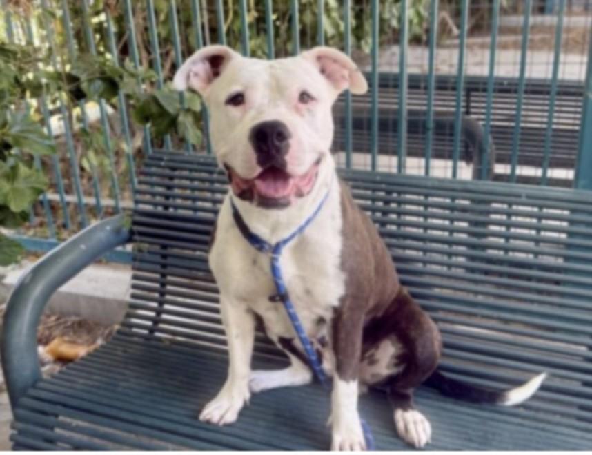 KEISHA, Adoptable, Adult Female American Staffordshire Terrier.