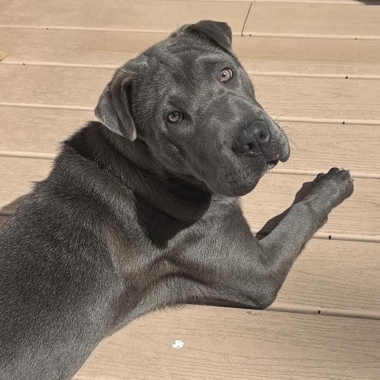 Redbud, Adoptable, Puppy Female Shar-Pei.