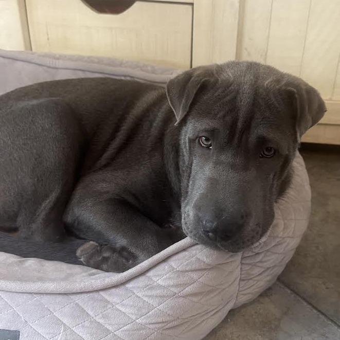 Enlarge Redbud, a Adoptable Shar-Pei in Staten Island, NY image 2/4