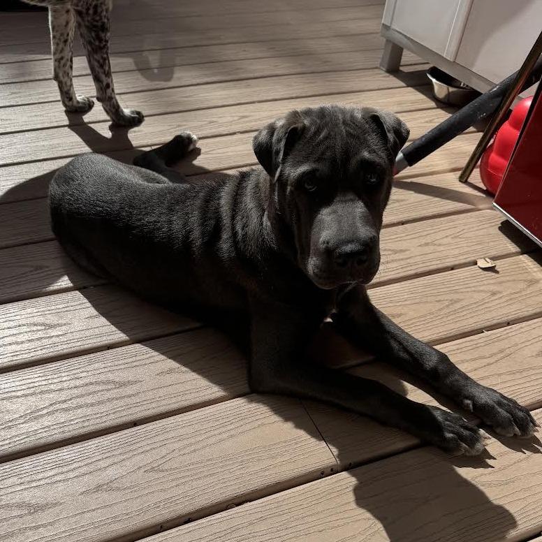 Enlarge Redbud, a Adoptable Shar-Pei in Staten Island, NY image 3/4