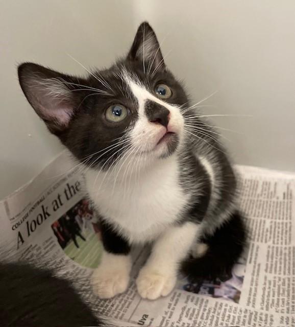 Square, ADOPTABLE, Kitten Male Domestic Short Hair.