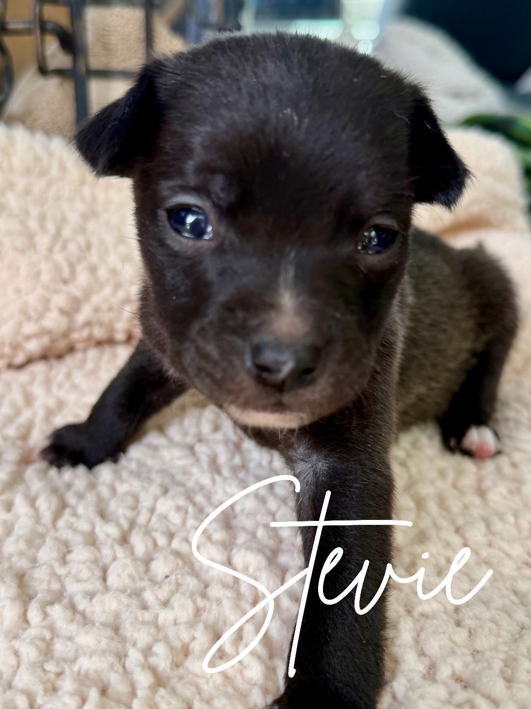 Stevie, adopted, Puppy Female Chihuahua.