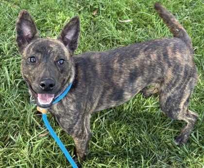 Tootsie, a Adoptable mixed breed in New Albany, IN image 1/3