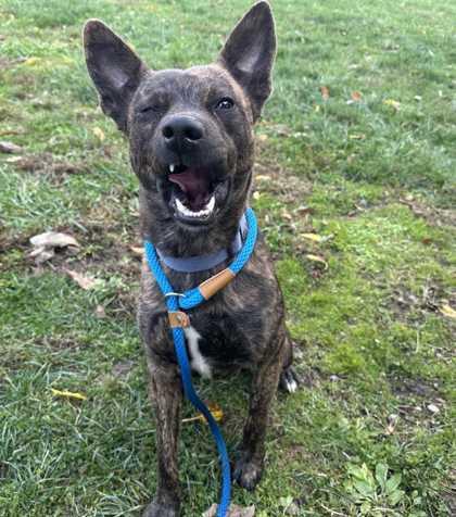 Tootsie, a Adoptable mixed breed in New Albany, IN image 2/3