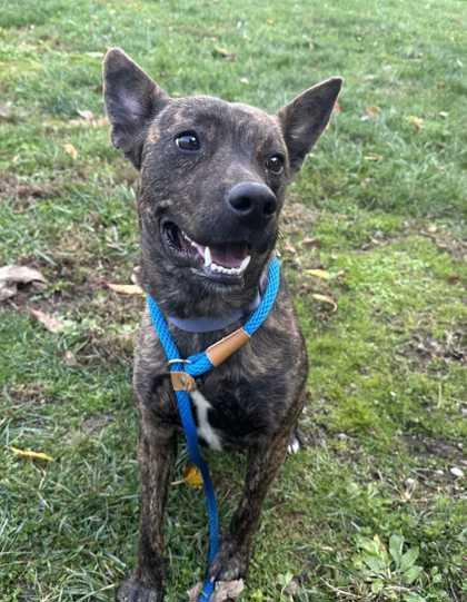 Tootsie, a Adoptable mixed breed in New Albany, IN image 3/3
