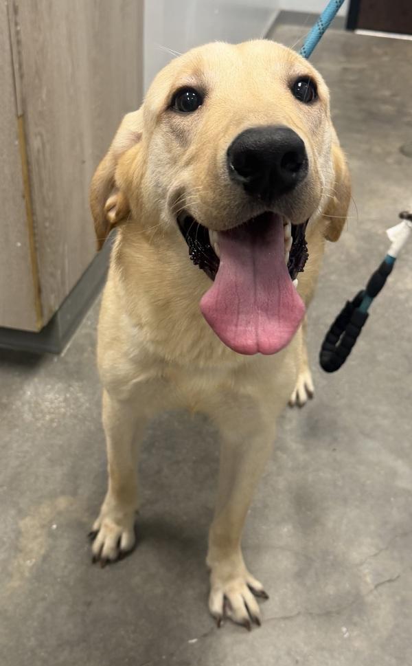 Enlarge Mickey, a Adoptable mixed breed in Lafayette, LA image 1/1