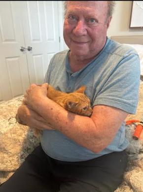 Enlarge Thomas, a Adopted Domestic Short Hair in Hampstead, NC image 2/3