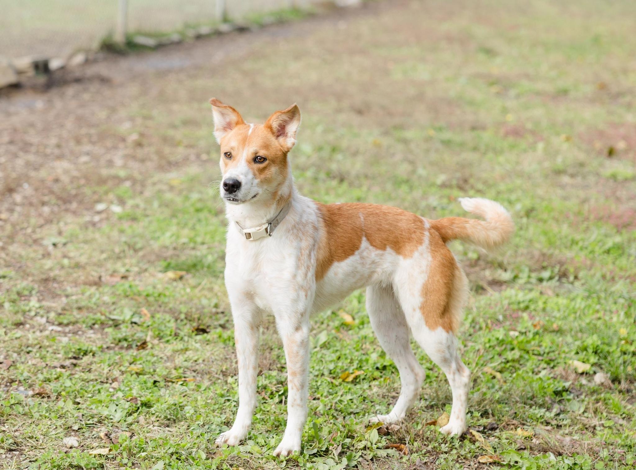 Enlarge Mystique, a Adoptable mixed breed in Newburgh, IN image 1/2