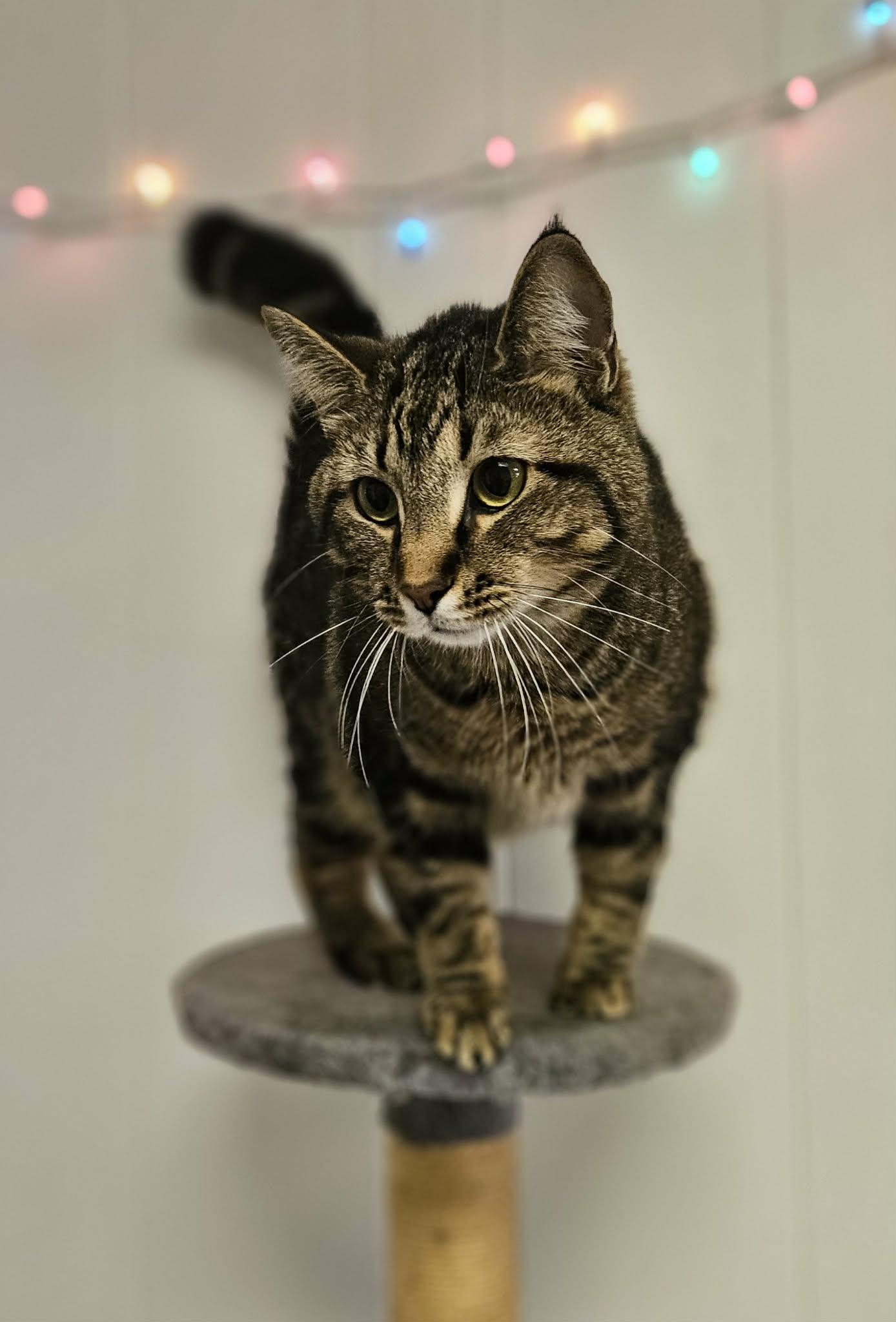 Enlarge Farley, a ADOPTABLE Domestic Short Hair in Wapakoneta, OH image 2/4