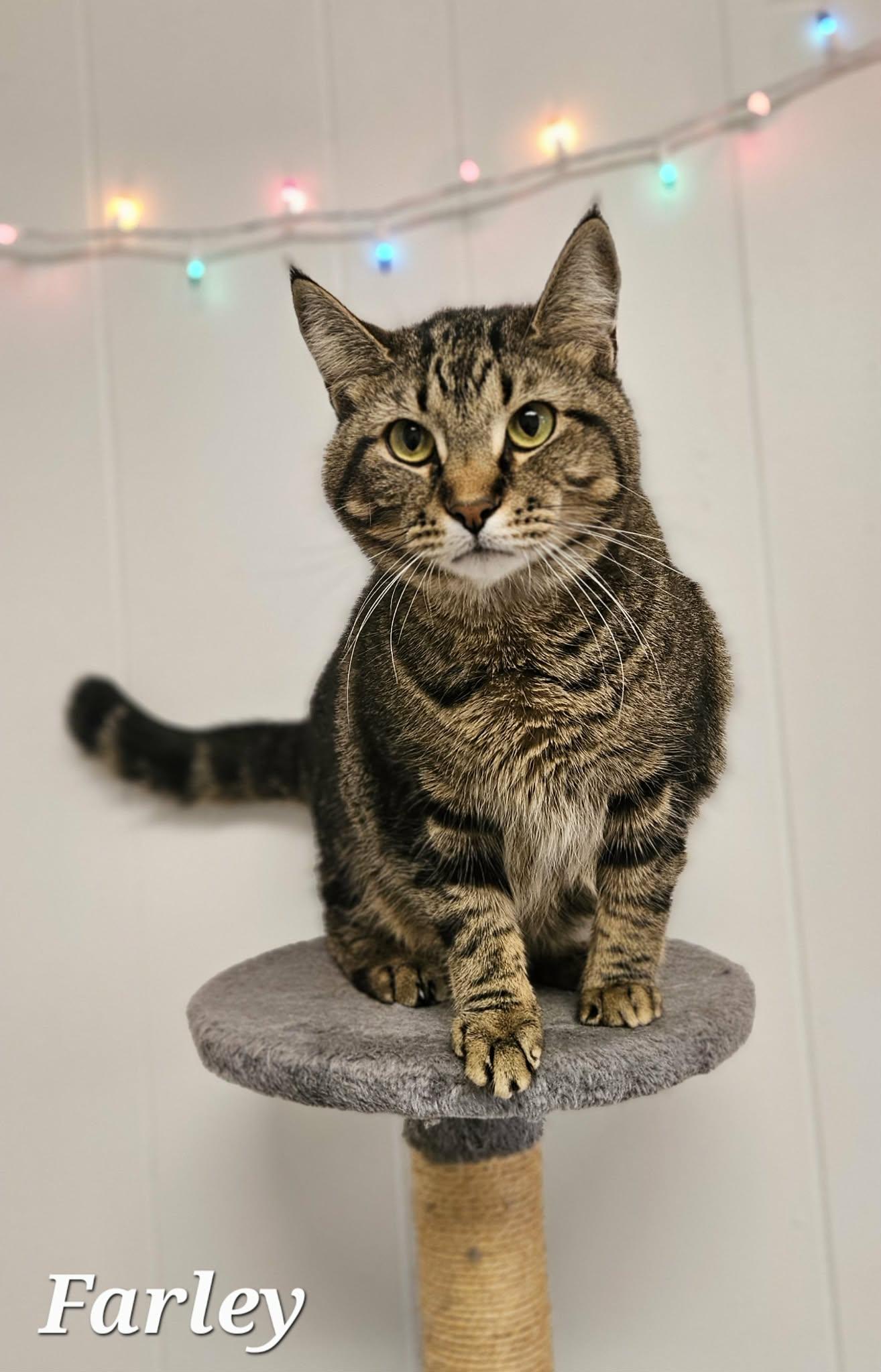 Enlarge Farley, a ADOPTABLE Domestic Short Hair in Wapakoneta, OH image 4/4