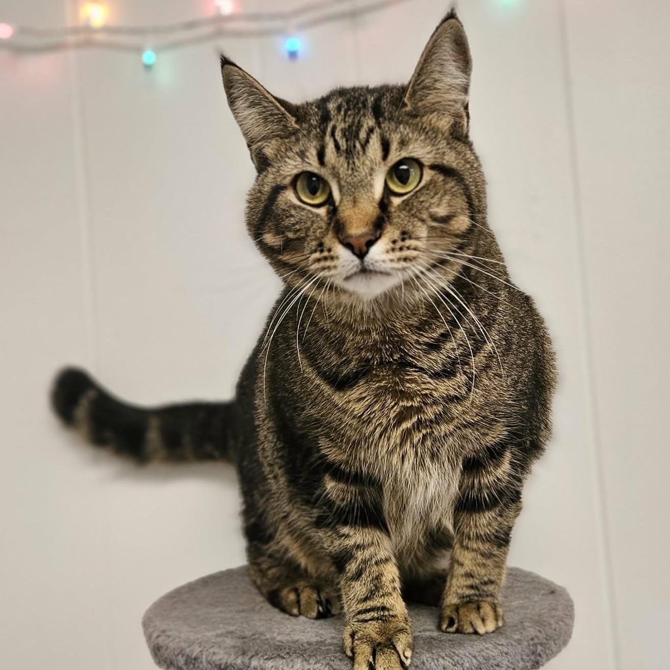 Farley, ADOPTABLE, Adult Male Domestic Short Hair.