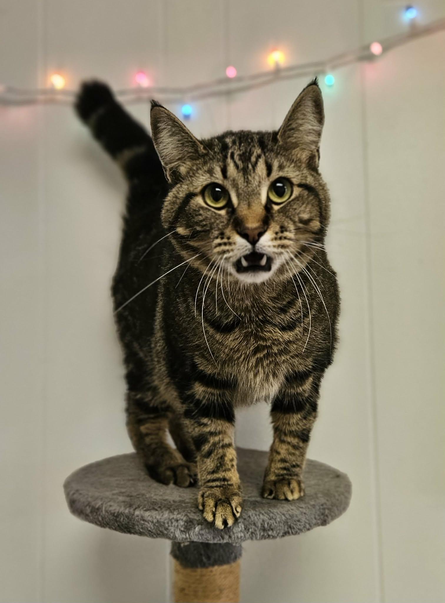 Enlarge Farley, a ADOPTABLE Domestic Short Hair in Wapakoneta, OH image 3/4