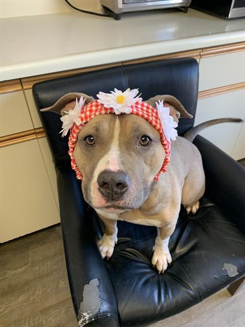 MIAMI, Adoptable, Young Female American Bulldog.