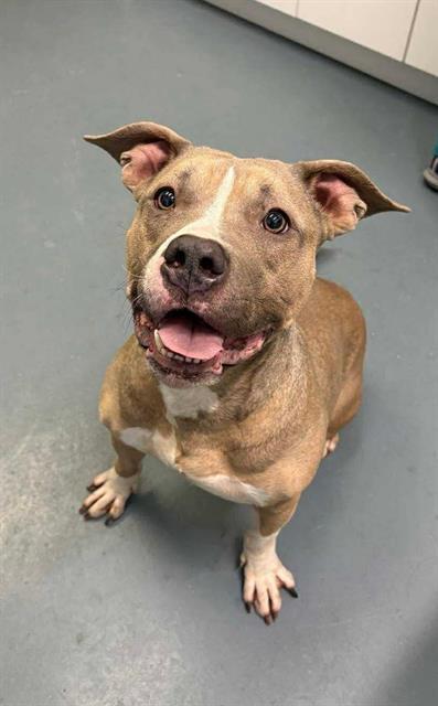 Enlarge MIAMI, a Adoptable American Bulldog in London, ON image 1/1