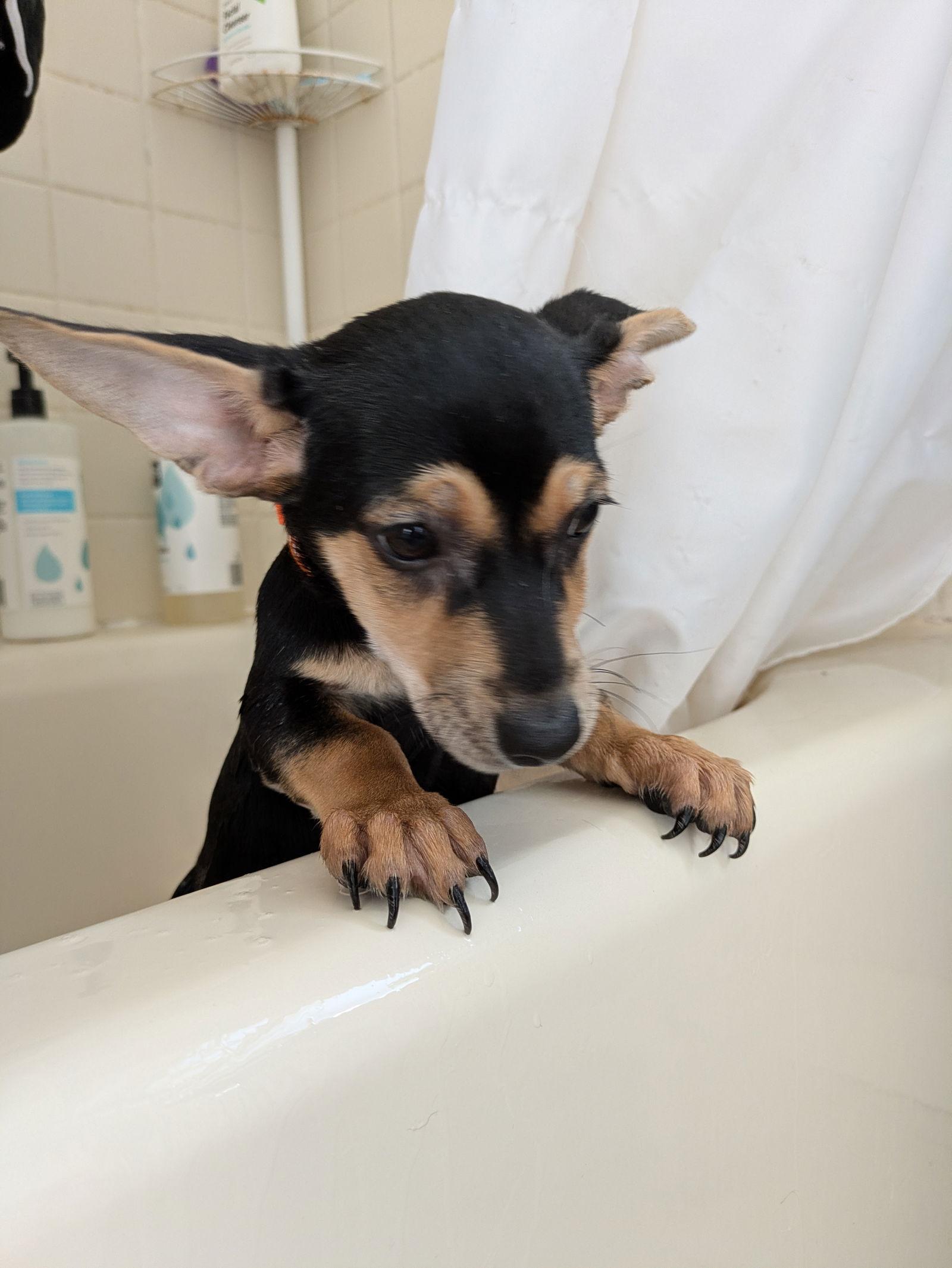 Enlarge Morgan, a Adopted mixed breed in PITTSBURGH, PA image 1/1