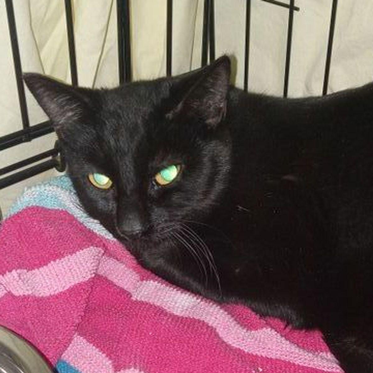 Enlarge Samson, a Adoptable Domestic Short Hair in Lake Havasu City, AZ image 1/1