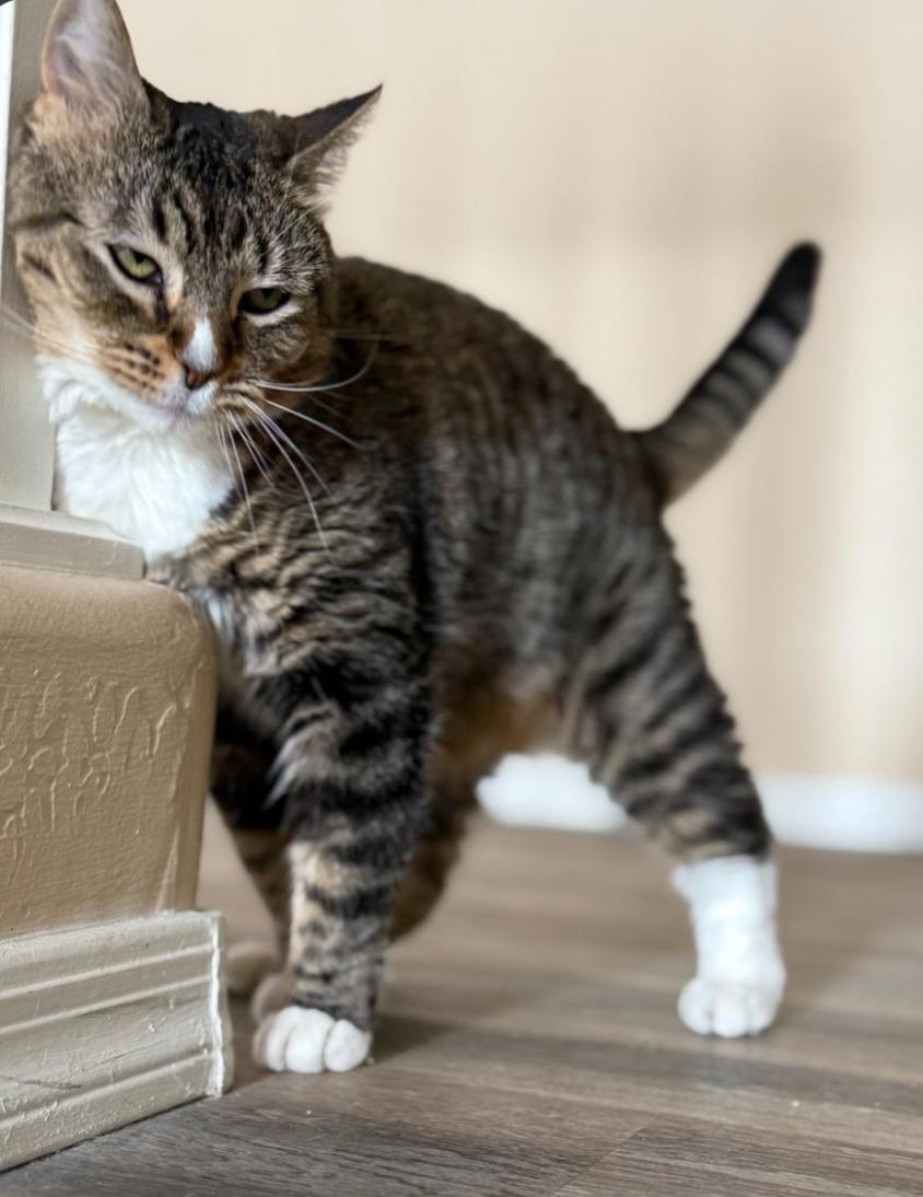 Enlarge Sloan, a Adoptable Domestic Short Hair in Phoenix, AZ image 2/3