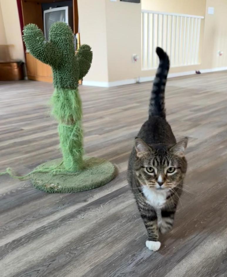 Enlarge Sloan, a Adoptable Domestic Short Hair in Phoenix, AZ image 3/3