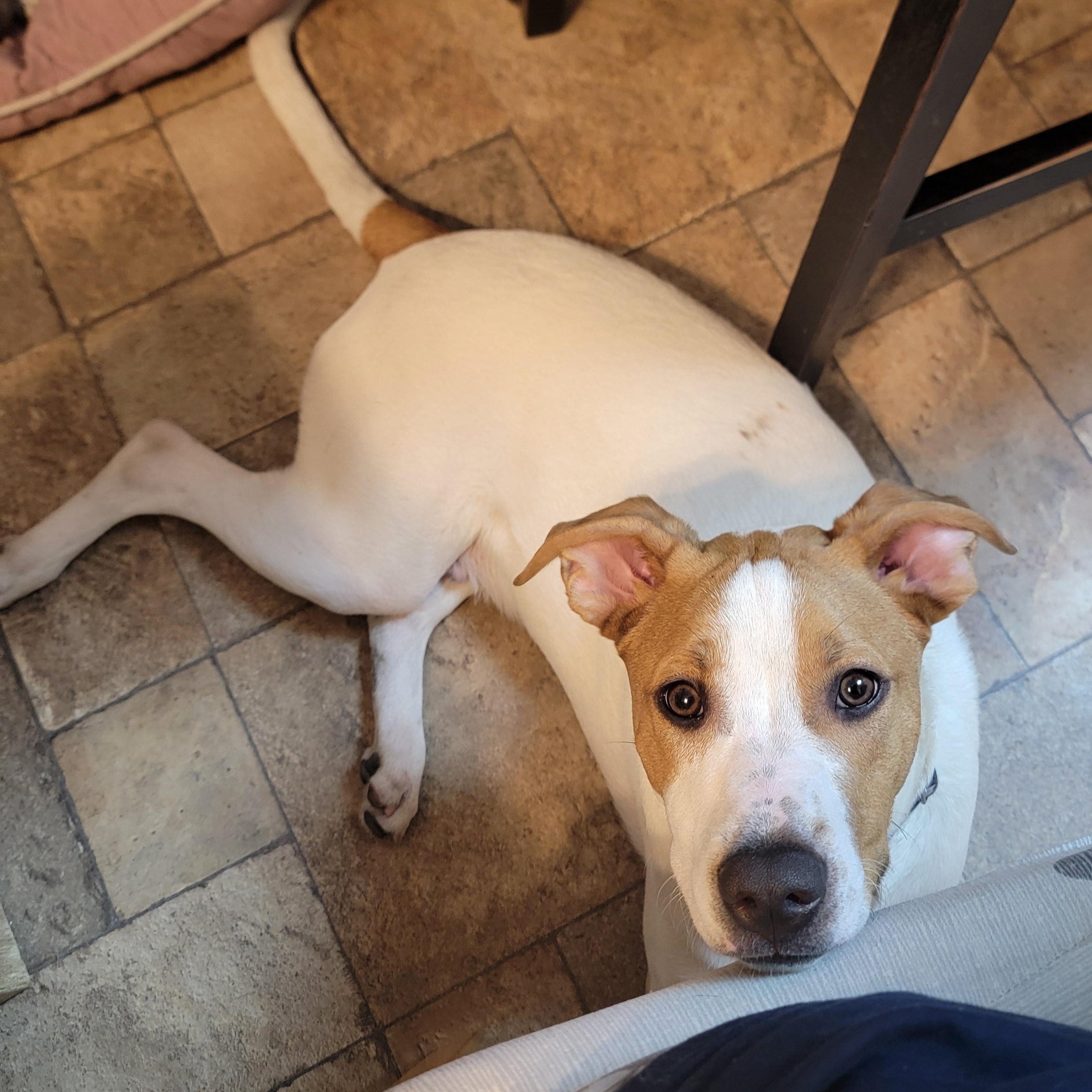 Enlarge Shock, a Adoptable mixed breed in Joliet, IL image 3/3