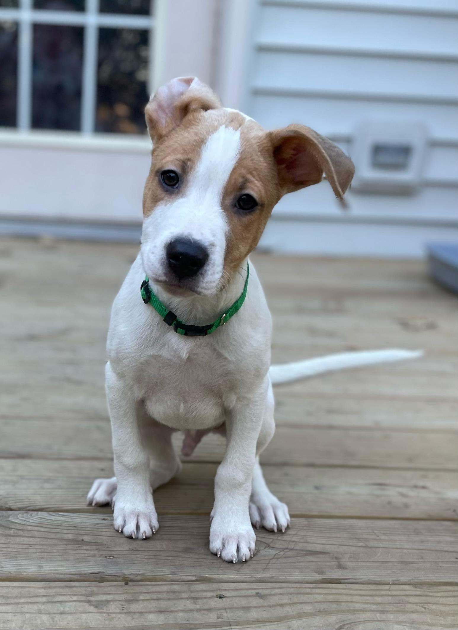 Shock, Adoptable, Puppy Male Mixed Breed.