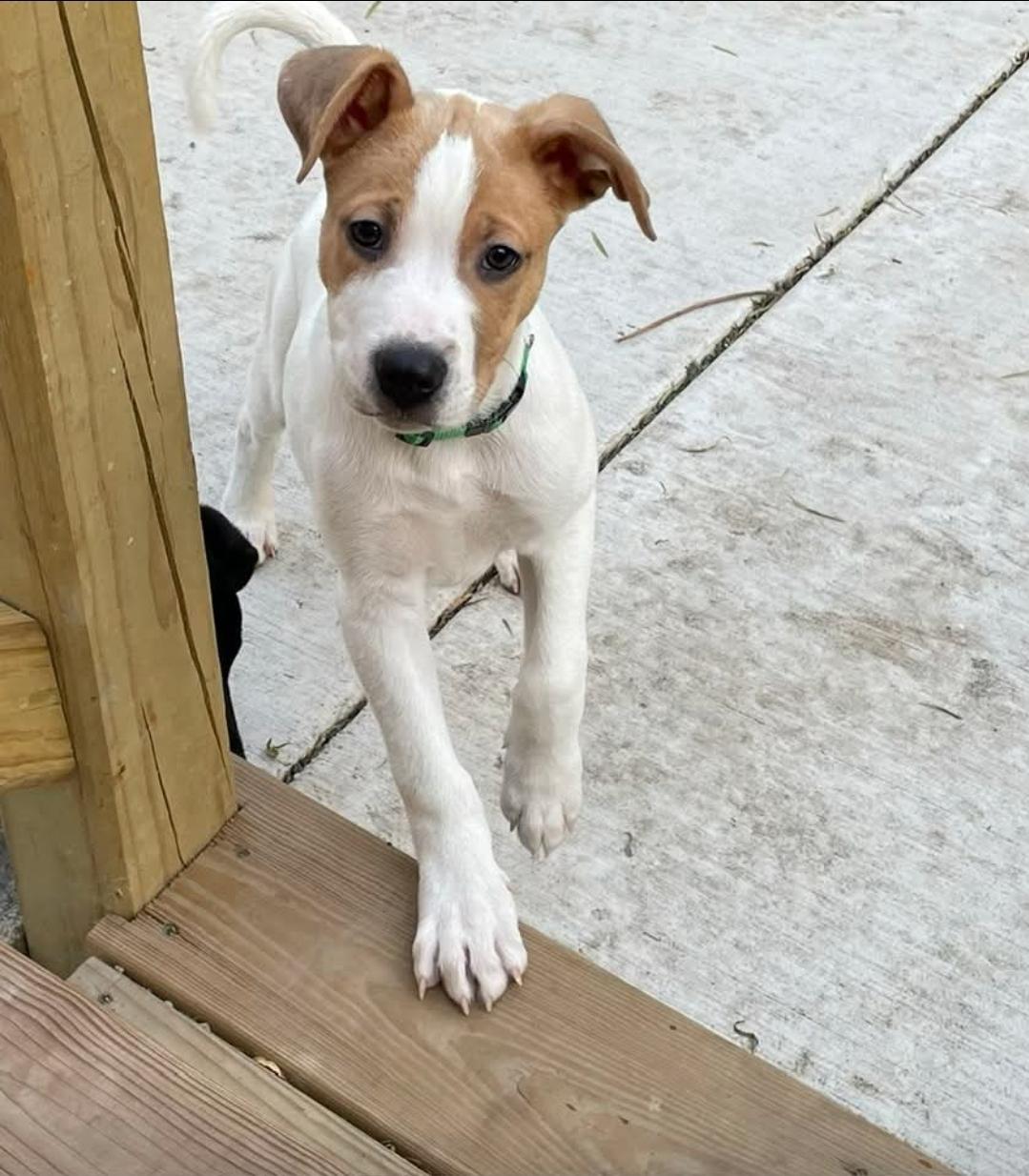 Shock, a Adoptable Mixed Breed in Joliet, IL image 2/2