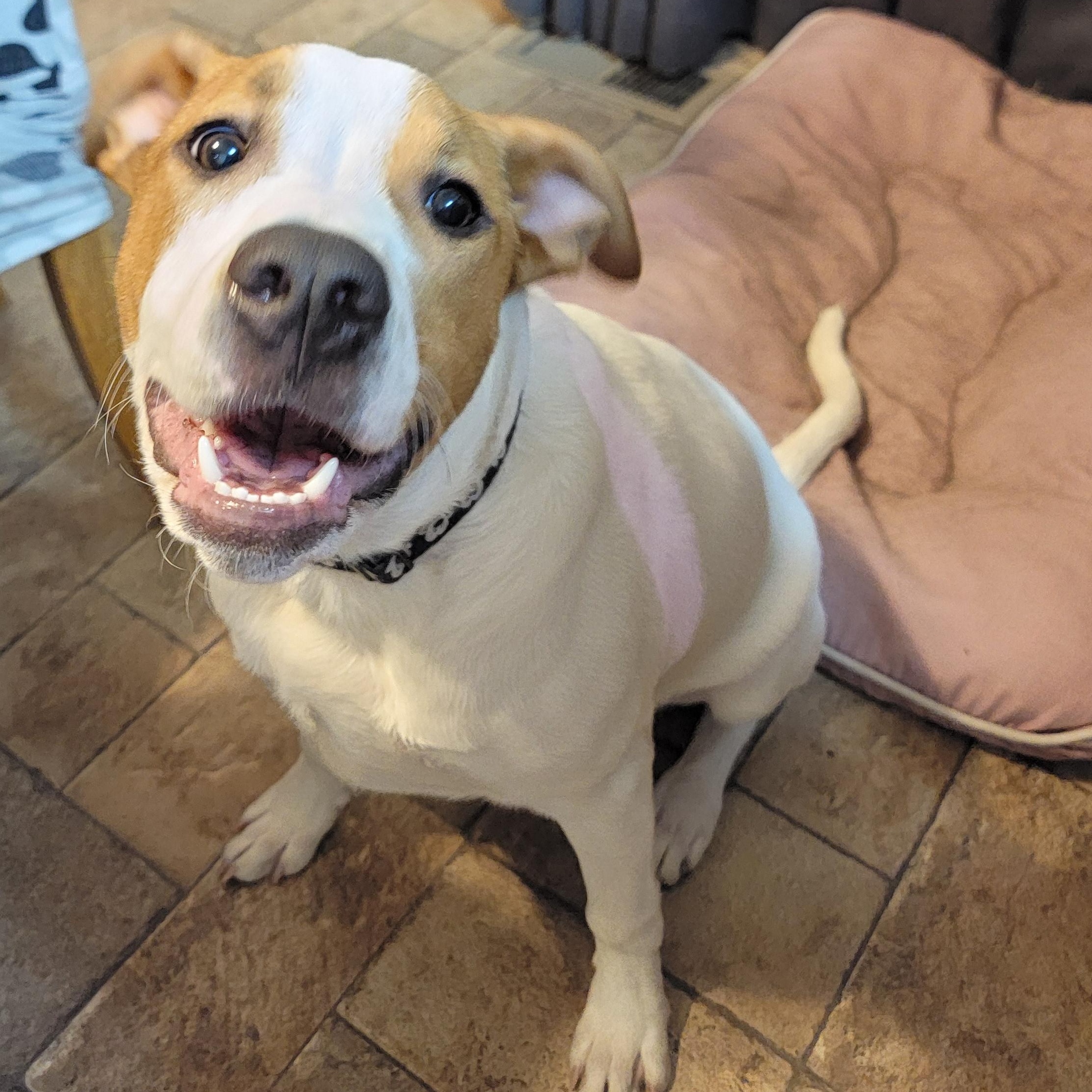 Enlarge Shock, a Adoptable mixed breed in Joliet, IL image 2/3