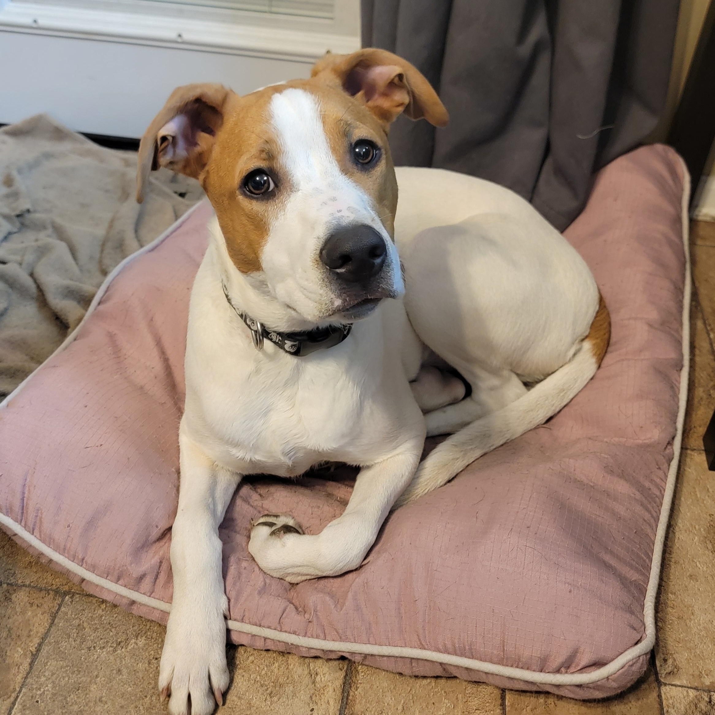 Enlarge Shock, a Adoptable mixed breed in Joliet, IL image 1/3