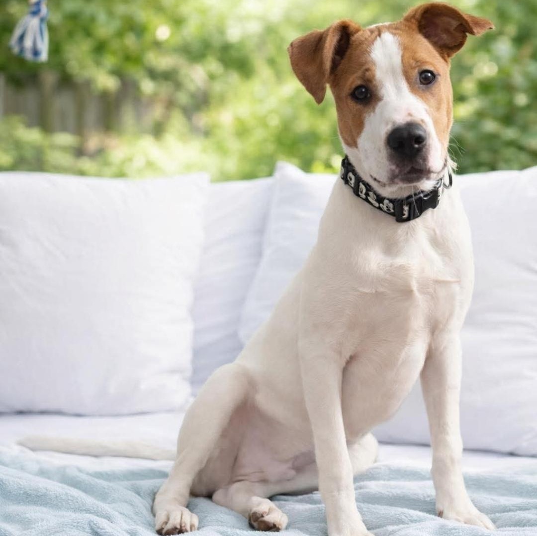 Shock, Adoptable, Young Male Mixed Breed.