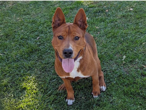 Enlarge VALERO, an adoptable mixed breed in San Clemente, CA image 1/3
