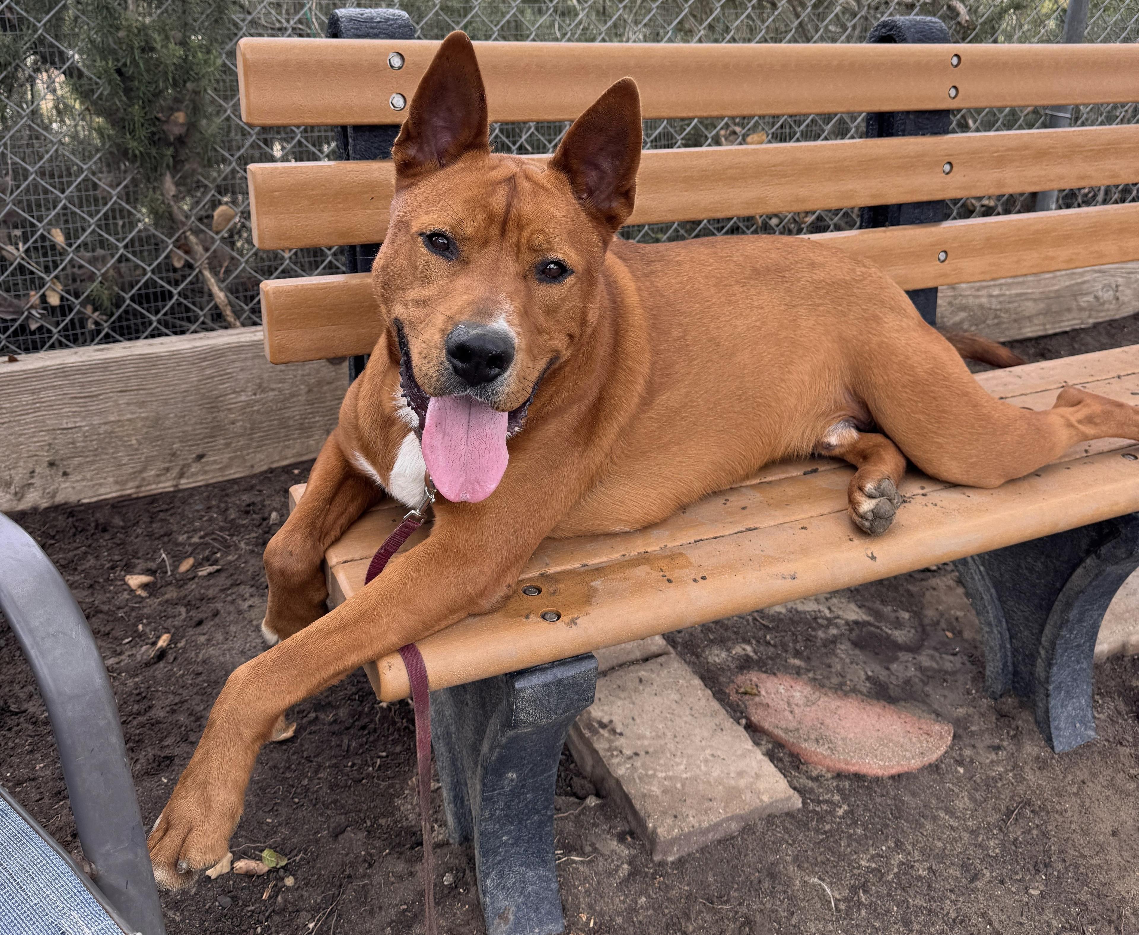 Enlarge VALERO, an adoptable mixed breed in San Clemente, CA image 2/3