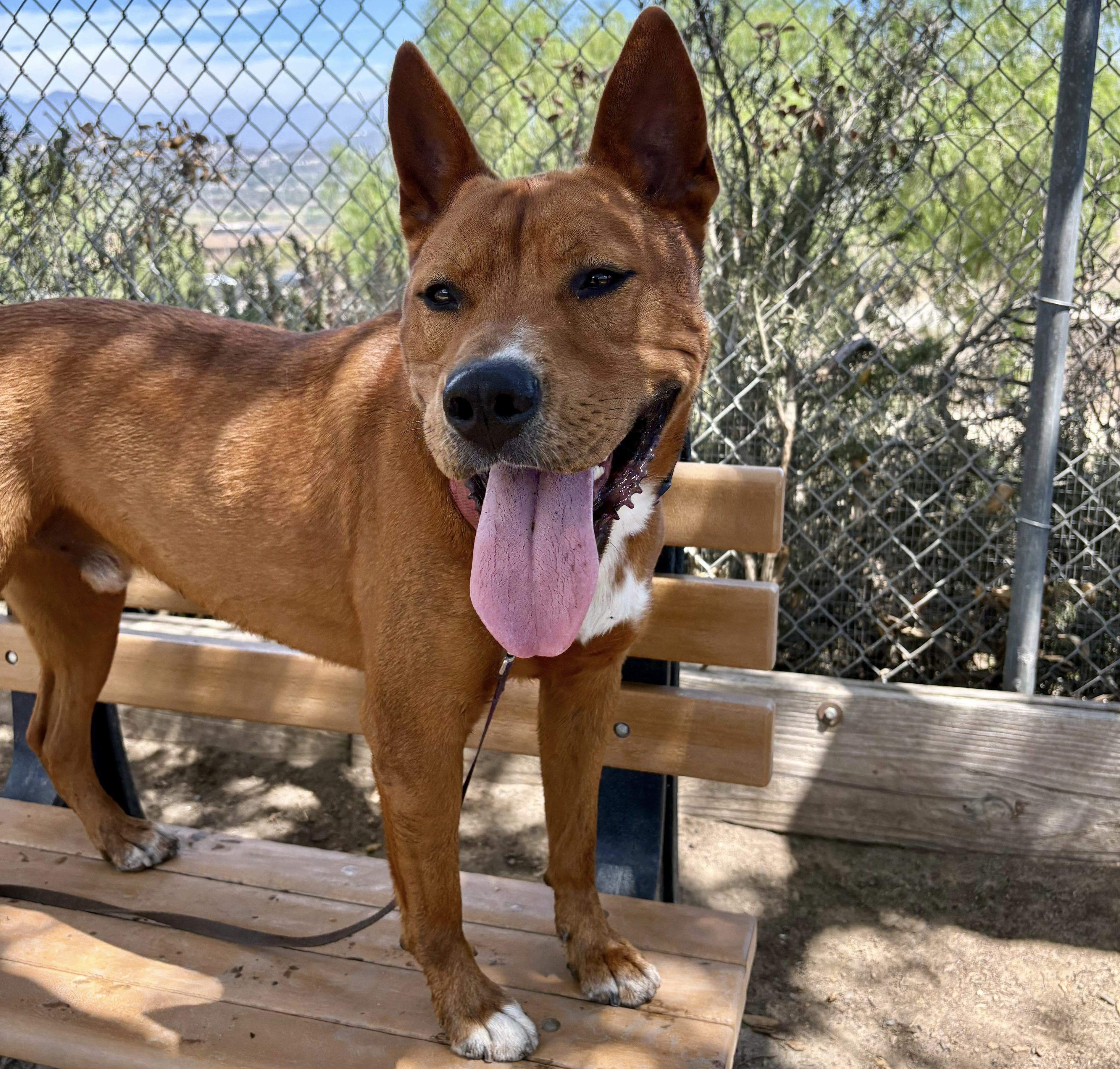 Enlarge VALERO, an adoptable mixed breed in San Clemente, CA image 3/3